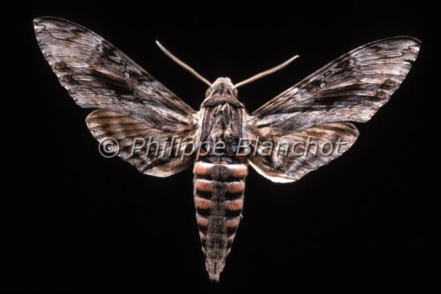 agrius convolvuli.JPG - Agrius convolvuliSphinx du liseronConvolvulus Hawk moth Lepidoptera, SphingidaeFrance